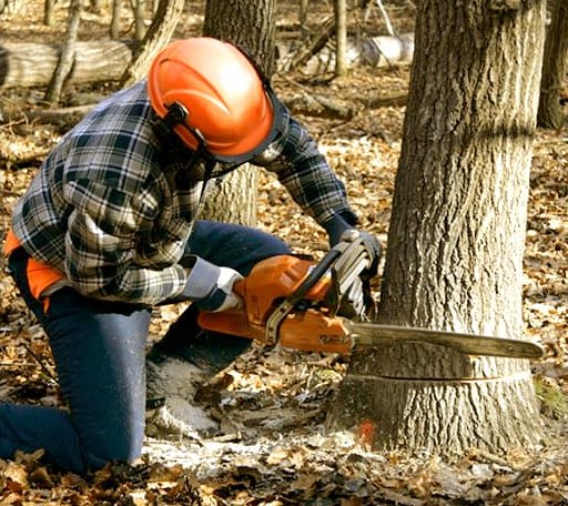 Tree Removal in Corvallis, MT